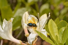 Eulonchus sapphirinus