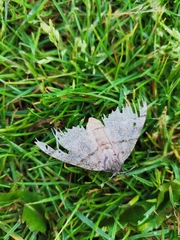 Calliteara pudibunda