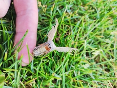 Calliteara pudibunda