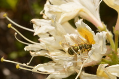 Eulonchus sapphirinus
