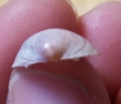 Laevicardium substriatum