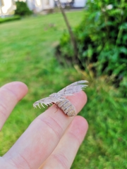 Calliteara pudibunda