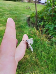 Calliteara pudibunda