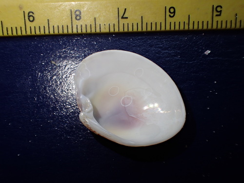 Calico Clam