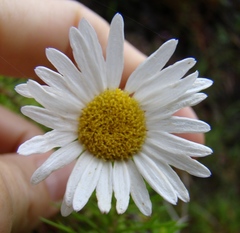 Osmitopsis pinnatifida