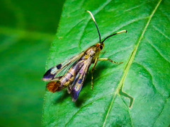 Synanthedon acerrubri