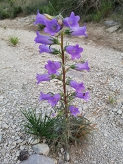 Campanula speciosa