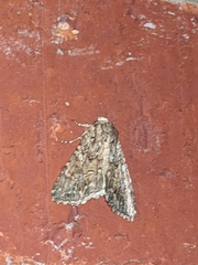 Lepidoptera