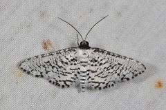 Epaena