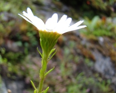 Osmitopsis pinnatifida