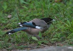 Garrulus lanceolatus