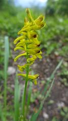 Corydalis cornuta