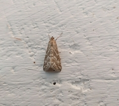 Evergestis frumentalis