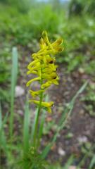 Corydalis cornuta