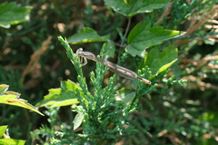 Enallagma cyathigerum