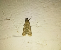 Evergestis frumentalis