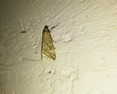 Evergestis frumentalis