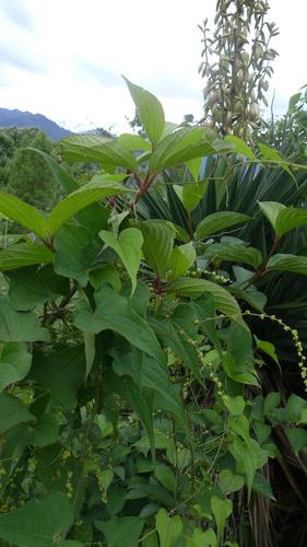 Dioscorea deltoidea, photograph 1