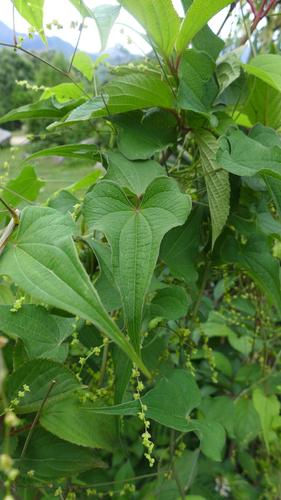 Dioscorea deltoidea, photograph 2