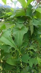 Dioscorea deltoidea