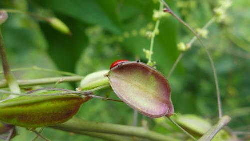 Dioscorea deltoidea, photograph 3