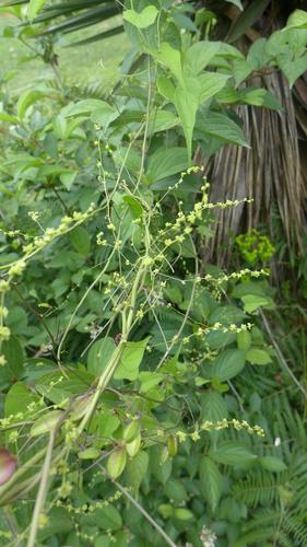 Dioscorea deltoidea, photograph 6
