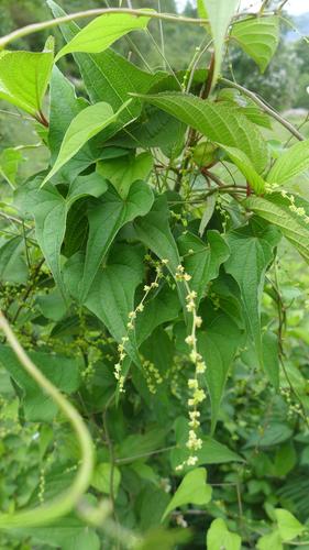 Dioscorea deltoidea, photograph 5