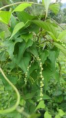 Dioscorea deltoidea