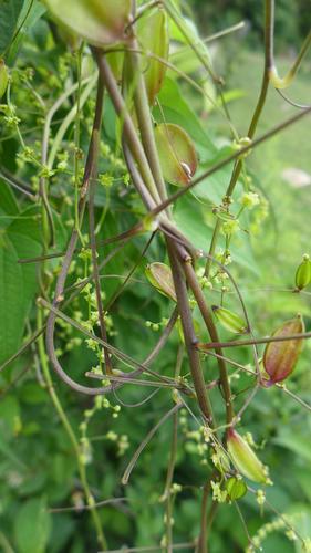 Dioscorea deltoidea, photograph 4