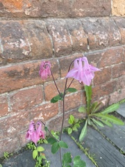 Aquilegia vulgaris