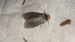 Macrobrochis staudingeri