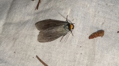 Macrobrochis staudingeri