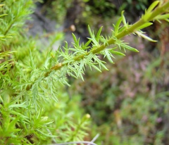 Osmitopsis pinnatifida