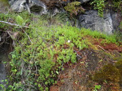 Osmitopsis pinnatifida