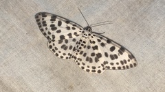 Antipercnia albinigrata