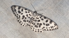 Antipercnia albinigrata