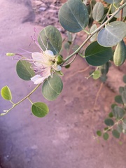 Capparis spinosa