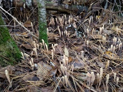 Clavariadelphus ligula