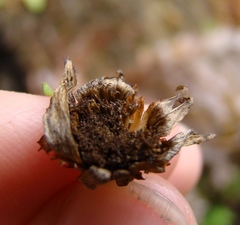 Osmitopsis pinnatifida