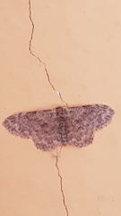 Idaea inquinata