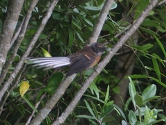Rhipidura fuliginosa placabilis