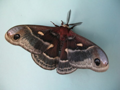 Hyalophora columbia