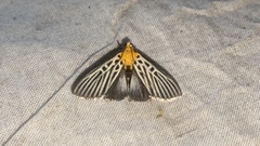 Tyspanodes hypsalis
