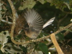Rhipidura fuliginosa placabilis