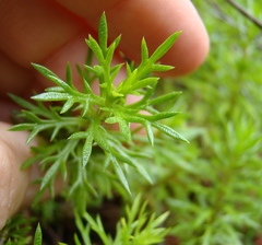 Osmitopsis pinnatifida