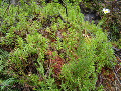 Osmitopsis pinnatifida