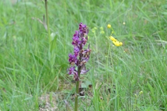Dactylorhiza sambucina