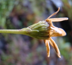 Osmitopsis pinnatifida