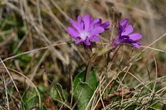Primula clusiana