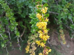 Berberis hispanica